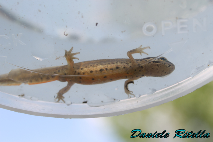 Lissotriton vulgaris meridionalis: reportage fotografico!